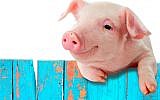 Illustrative (Pig via Shutterstock)