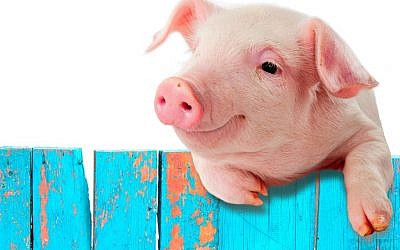 Illustrative (Pig via Shutterstock)
