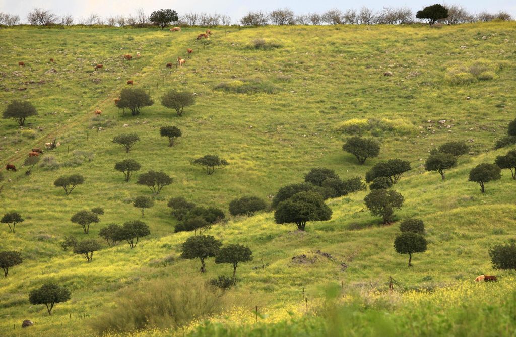 Carob trees surrounded by mustard plants in the Jezreel Valley (photo credit: Nati Shohat/Flash 90)