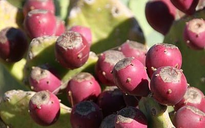 The fruit of prickly pears (sabras), one of the 'raw materials' used by flavoring and fragrance companies to enhance hundreds of food and consumer products (Photo credit: Anna Kaplan/ Flash90 )
