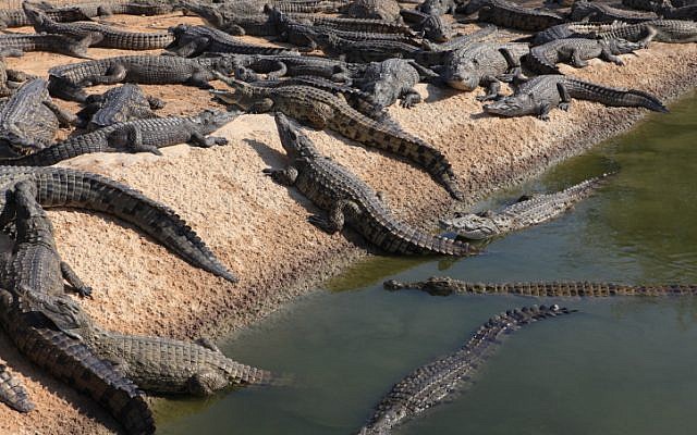 Crocodile farm in Israel. November 21, 2011. (photo credit: Liron Almog/FLASH90)