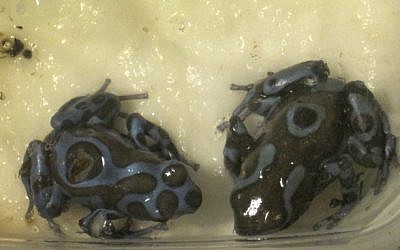 Two green and black poison dart frogs after they were confiscated at Ben Gurion airport, April 15, 2013. (photo credit: Israel Nature and Parks Authority/Flash90)