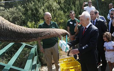 President Shimon Peres has a close encounter with an elephant at the Jerusalem Biblical Zoo,  July 02, 2013. (photo credit: Miriam Alster / Flash90)