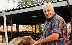 Ariel Sharon tending to the livestock on his Sycamore Ranch in 1993. (Gideon Markowicz/Flash90)