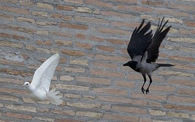 A dove which was freed by children flanked by Pope Francis during the Angelus prayer, is chased by a black crow in St. Peter's Square, at the Vatican, Sunday, Jan. 26, 2014. (photo credit: AP/Gregorio Borgia)