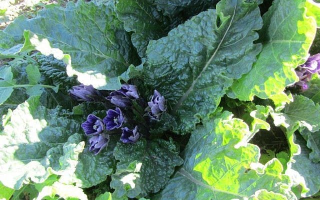 January mandrakes in Tzaanan. (photo credit: Talila Livshutz)