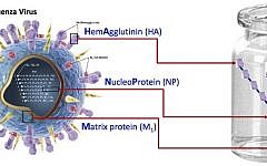 How the m-001 vaccine targets flu (Photo credit: Courtesy)