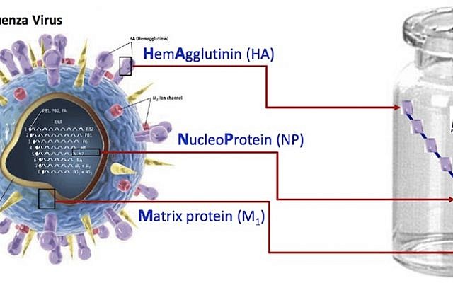 How the m-001 vaccine targets flu (Photo credit: Courtesy)