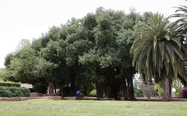 Some of Mikve's 'most Israeli' trees (photo credit: Shmuel Bar-Am)