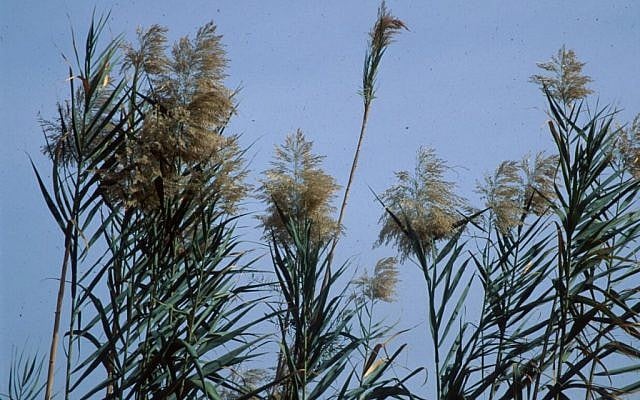 Reeds in the Tzaanan pool. (photo credit: Shmuel Bar-Am)