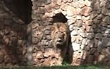 Ziv the Asian lion, a Swedish import, makes his debut at the Jerusalem Zoo. (photo credit: The Jerusalem Zoo)