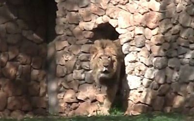 Ziv the Asian lion, a Swedish import, makes his debut at the Jerusalem Zoo. (photo credit: The Jerusalem Zoo)