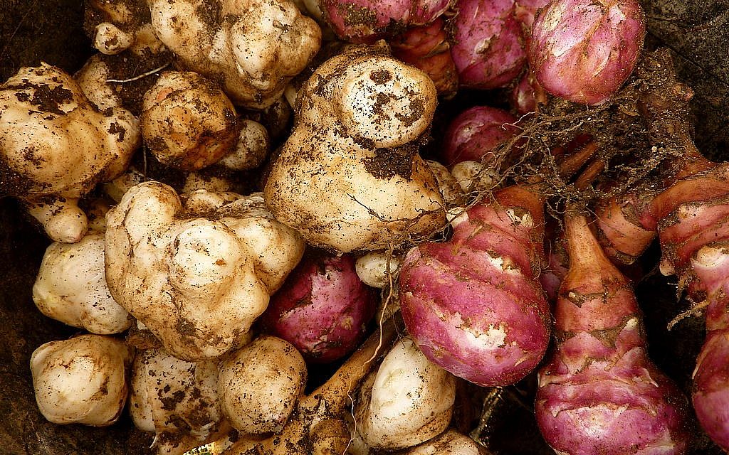 Jerusalem artichokes lack starch, and are a good addition to soups and stews (By Christian Guthier/CC-BY-Flickr) Jerusalem artichokes lack starch, and are a good addition to soups and stews (By Christian Guthier/CC-BY-Flickr)