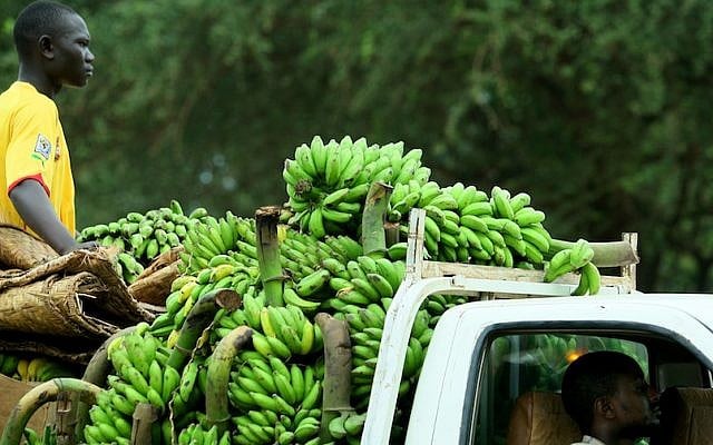 A young African Sudanese man seen riding a truck carrying bananas in Juba, the capital of the Republic of South Sudan. (Photo credit: Moshe Shai/FLASH90 A young African Sudanese man seen riding a truck carrying bananas in Juba, the capital of the Republic of South Sudan. (Photo credit: Moshe Shai/FLASH90