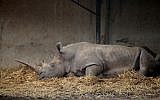 Rhinoceros at the Ramat Gan Safari, December 12, 2013. (photo credit: Gideon Markowicz/Flash90)