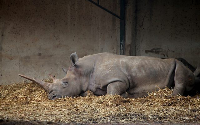 Rhinoceros at the Ramat Gan Safari, December 12, 2013. (photo credit: Gideon Markowicz/Flash90)