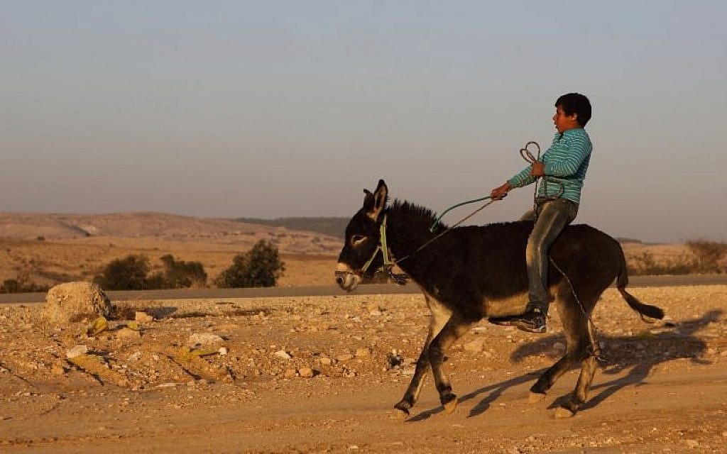 A Bedouin boy rides a donkey in the village of Umm al-Hiran, in the Negev, December 19, 2013. (Photo credit: Yaakov Naumi/Flash90) A Bedouin boy rides a donkey in the village of Umm al-Hiran, in the Negev, December 19, 2013. (Photo credit: Yaakov Naumi/Flash90)