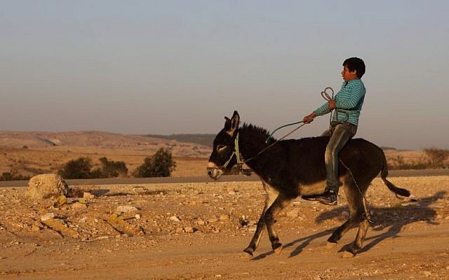 A Bedouin boy rides a donkey in the village of Umm al-Hiran, in the Negev, December 19, 2013. (Photo credit: Yaakov Naumi/Flash90)