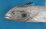 A new species of fish, discovered in the Red Sea off the coast of Eilat, 2013. (photo credit: Dani Golani)