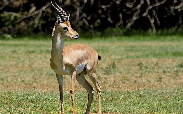 The endangered mountain gazelle. (Wikimedia Commons/Bassem18) The endangered mountain gazelle. (Wikimedia Commons/Bassem18)