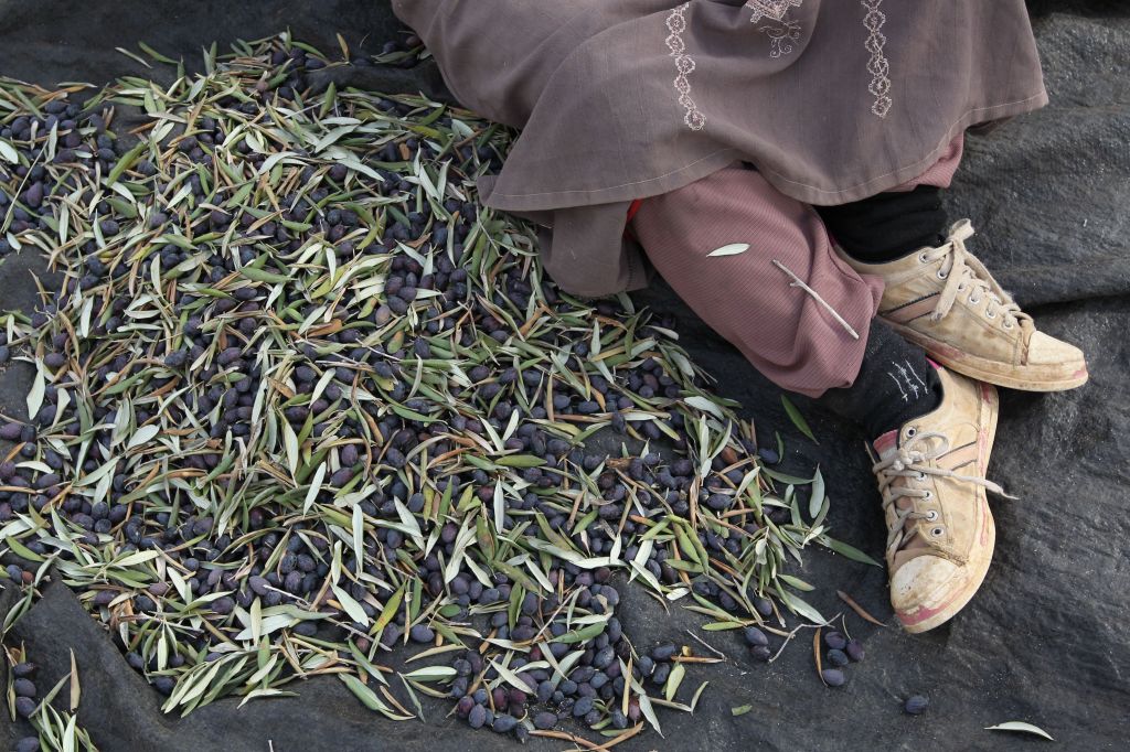 Throw some freshly harvested olive leaves in your pasta water or soup, to boost the immune system (photo credit: Nati Shochat/Flash 90)