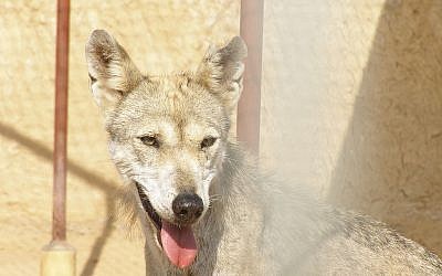 Illustrative photo of Canis Lupus Arabs (photo credit: Wikimedia Commons/Felagund/CC BY-SA 3.0)