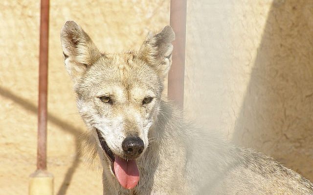 Illustrative photo of Canis Lupus Arabs (photo credit: Wikimedia Commons/Felagund/CC BY-SA 3.0)