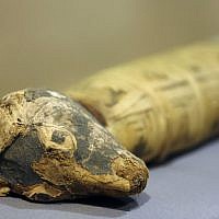 A Dog Mummy is displayed as part of the exhibit "Soulful Creatures: Animal Mummies in Ancient Egypt," at the Orange County's Bowers Museum in Santa Ana, Calif. (photo credit: AP/Damian Dovarganes)
