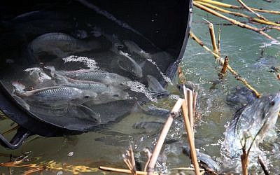 Israeli fish (Courtesy ShukHaDagim)
