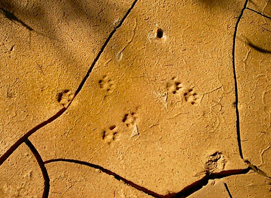 Guide Haim Berger tracks some footsteps (photo credit: Haim Berger)