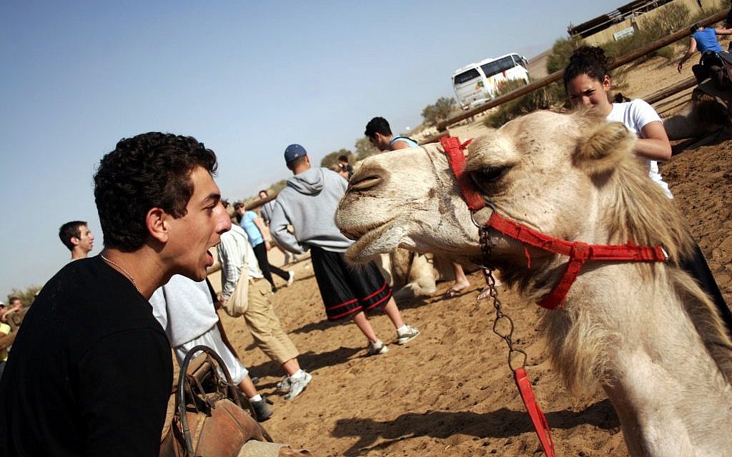 A Birthright participant encountering Israeli fauna. (photo credit: Melanie Fidler/Flash 90) A Birthright participant encountering Israeli fauna. (photo credit: Melanie Fidler/Flash 90)