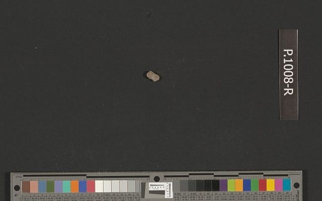 A single tefillin scroll found in phylacteries at Qumran. (photo credit: Shai Halevi via Israel Antiquities Authority)