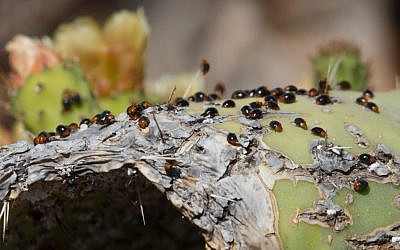 The "Cryptolaemus montrouzieri" beetle (photo credit:  Ancho Gosh/Gini)