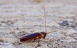 A cockroach, file photo (Photo credit: CC-BY-SA Sputnikit Wikimedia Commons)