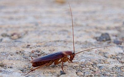 A cockroach, file photo (Photo credit: CC-BY-SA Sputnikit Wikimedia Commons)