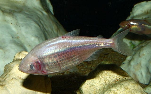 Mexican blind cavefish in a tank (Photo credit: CC-BY-SA H. Zell, Wikipedia) Mexican blind cavefish in a tank (Photo credit: CC-BY-SA H. Zell, Wikipedia)
