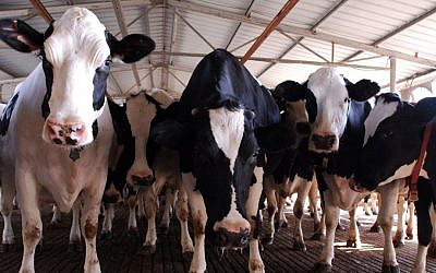 Illustrative photo of cows. (Gili Yaari/Flash90)