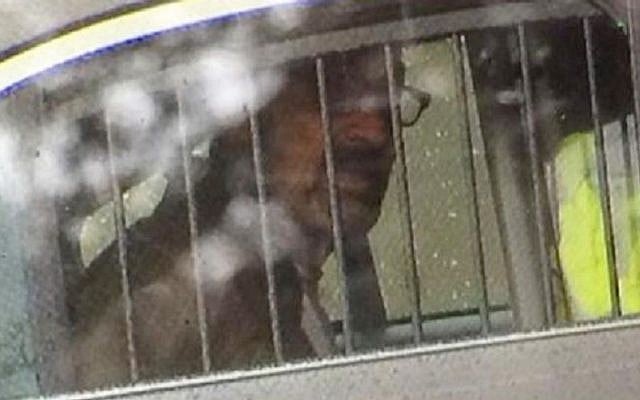 This photo provided by 41ActionNews shows Frazier Glenn Cross. Cross is accused of killing three people outside of Jewish sites near Kansas City, on Sunday April 13, 2014. (photo credit: AP Photo/41ActionNews) This photo provided by 41ActionNews shows Frazier Glenn Cross. Cross is accused of killing three people outside of Jewish sites near Kansas City, on Sunday April 13, 2014. (photo credit: AP Photo/41ActionNews)