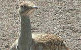 Houbara Bustard (photo credit: CC-BY-SA Wikipedia)