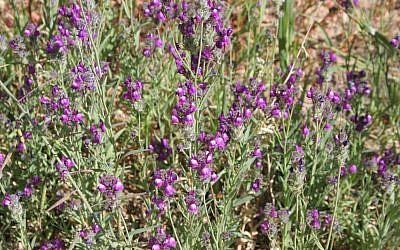 Jaffa toadflax at the Botanical Gardens (photo credit: Shmuel Bar-Am)