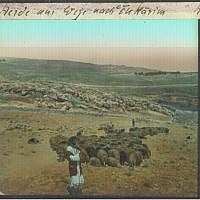 Shepherd with flock in Ein Karem (photo credit: © DEIAHL, Jerusalem)