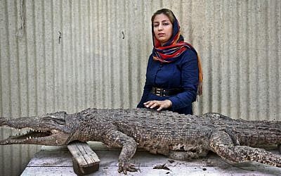 Iranian entrepreneur Mojgan Roostaei poses for a photograph with a taxidermic crocodile at her crocodile breeding farm on the southern Persian Gulf island, Qeshm in Iran. (photo credit: AP Photo/Ebrahim Noroozi)