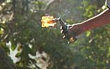 Illustrative photo of a Molotov cocktail (Flash90)