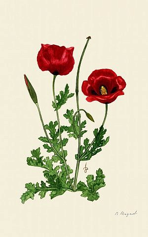 Israel's fields of red poppies were in danger of disappearing until a public service campaign, with xxx's painted flowers -- urged Israelis to stop picking the poppies (Courtesy Hebrew University)