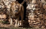 Ziv, the new male lion at Jerusalem's Biblical Zoo, getting comfy in his new lair (photo credit: Flash 90)