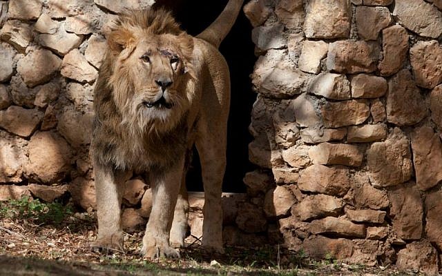 Ziv, the new male lion at Jerusalem's Biblical Zoo, getting comfy in his new lair (photo credit: Flash 90)