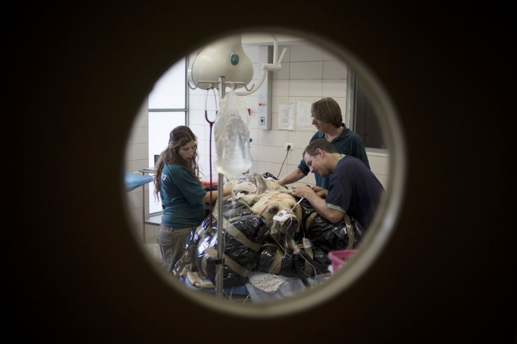 Mango rests on a bed as zoo veterinarians and staff prepare him for surgery in the Ramat Gan Zoological Center's animal hospital near Tel Aviv. (photo credit: AP Photo/Ariel Schalit) Mango rests on a bed as zoo veterinarians and staff prepare him for surgery in the Ramat Gan Zoological Center's animal hospital near Tel Aviv. (photo credit: AP Photo/Ariel Schalit)