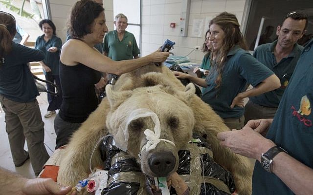 Mango, a 19-year-old male Syrian brown bear, rests on a bed as zoo veterinarians and staff prepare him for surgery in the Ramat Gan Zoological Center's animal hospital near Tel Aviv, Israel, Wednesday, May 7, 2014. The 250 kilogram (550 pound) Syrian brown bear is going into surgery to repair a herniated disc in his back after it was discovered in an x-ray, said Sagit Horowitz, the zoological center spokeswoman. (photo credit: AP Photo/Ariel Schalit) Mango, a 19-year-old male Syrian brown bear, rests on a bed as zoo veterinarians and staff prepare him for surgery in the Ramat Gan Zoological Center's animal hospital near Tel Aviv, Israel, Wednesday, May 7, 2014. The 250 kilogram (550 pound) Syrian brown bear is going into surgery to repair a herniated disc in his back after it was discovered in an x-ray, said Sagit Horowitz, the zoological center spokeswoman. (photo credit: AP Photo/Ariel Schalit)