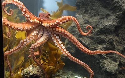 An octopus (photo  credit: Wikimedia Commons/Pseudopanax public domain)