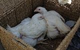 Illustrative photo of chickens on their way to be slaughtered (photo credit: Jessica Steinberg/Times of Israel)